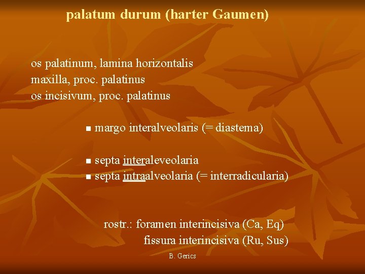 palatum durum (harter Gaumen) os palatinum, lamina horizontalis maxilla, proc. palatinus os incisivum, proc.