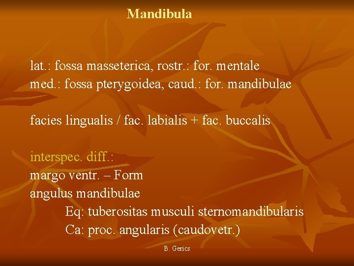 Mandibula lat. : fossa masseterica, rostr. : for. mentale med. : fossa pterygoidea, caud.