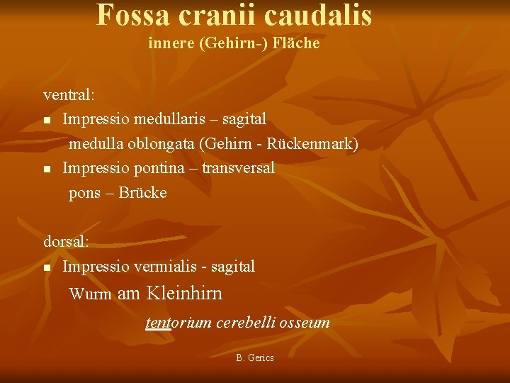 Fossa cranii caudalis innere (Gehirn-) Fläche ventral: n Impressio medullaris – sagital medulla oblongata