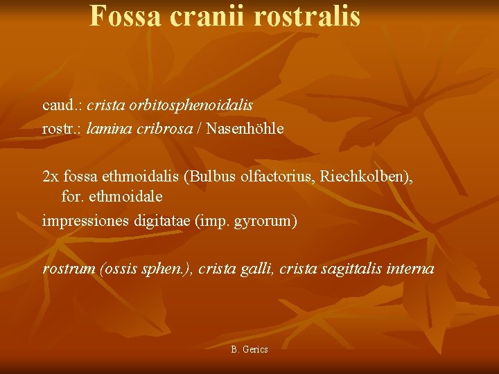 Fossa cranii rostralis caud. : crista orbitosphenoidalis rostr. : lamina cribrosa / Nasenhöhle 2