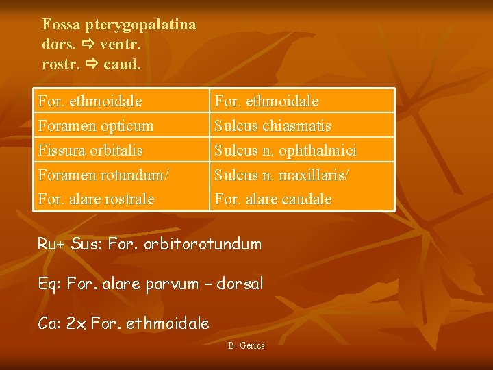 Fossa pterygopalatina dors. ventr. rostr. caud. For. ethmoidale Foramen opticum Fissura orbitalis Foramen rotundum/