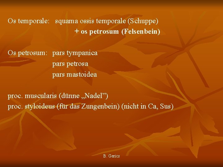 Os temporale: squama ossis temporale (Schuppe) + os petrosum (Felsenbein) Os petrosum: pars tympanica