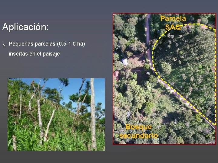 Parcela SAQ Aplicación: Pequeñas parcelas (0. 5 -1. 0 ha) insertas en el paisaje