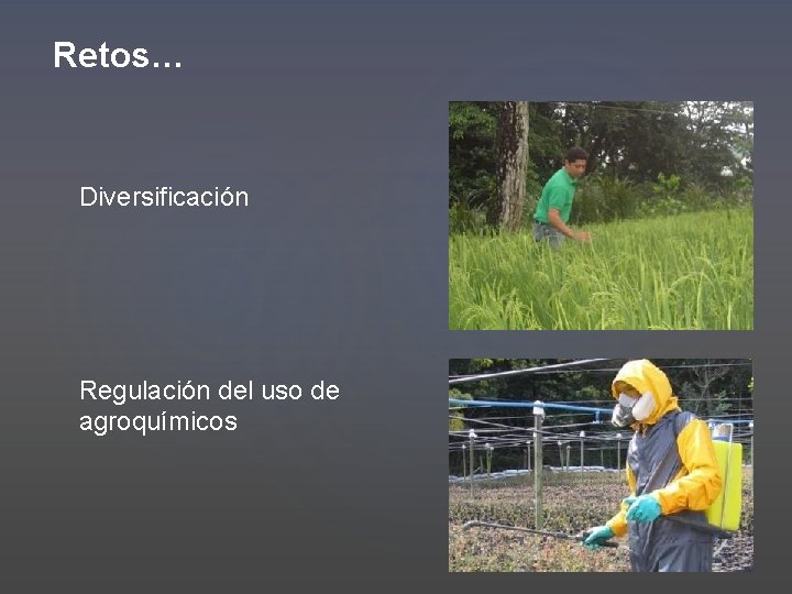 Retos… Diversificación Regulación del uso de agroquímicos 