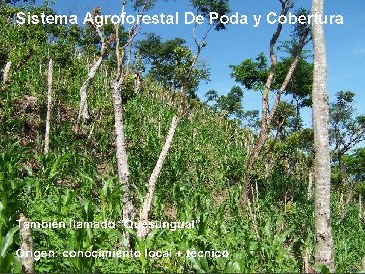 Sistema Agroforestal De Poda y Cobertura También llamado “Quesungual” Origen: conocimiento local + técnico