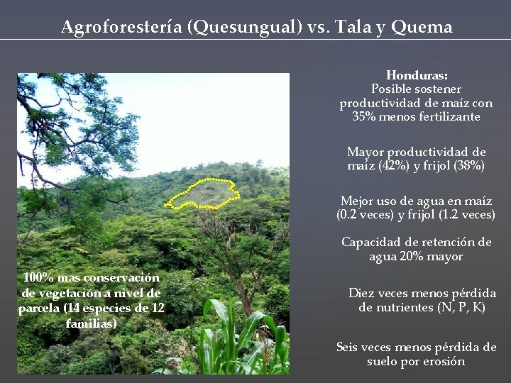 Agroforestería (Quesungual) vs. Tala y Quema Honduras: Posible sostener productividad de maíz con 35%
