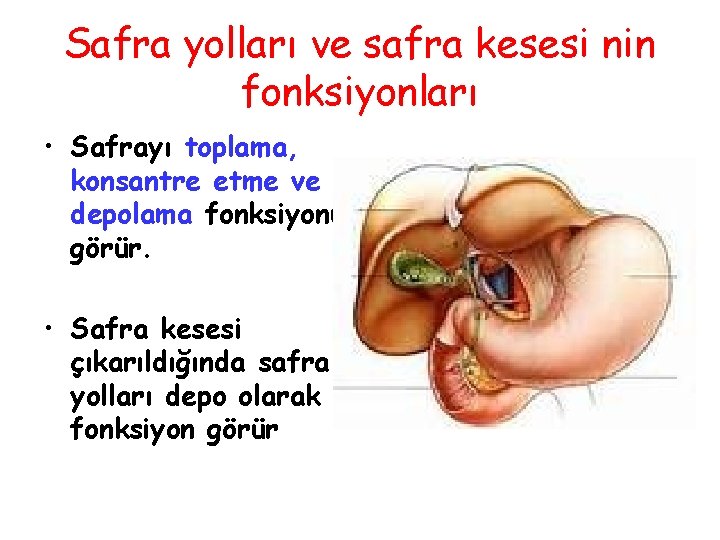 Safra yolları ve safra kesesi nin fonksiyonları • Safrayı toplama, konsantre etme ve depolama