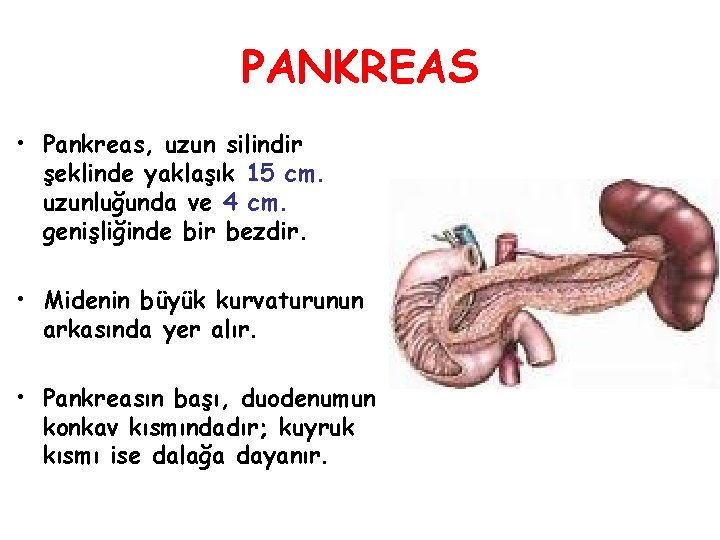 PANKREAS • Pankreas, uzun silindir şeklinde yaklaşık 15 cm. uzunluğunda ve 4 cm. genişliğinde