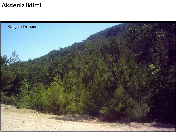 Akdeniz iklimi Kızılçam Ormanı 