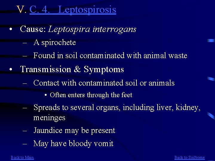 V. C. 4. Leptospirosis • Cause: Leptospira interrogans – A spirochete – Found in