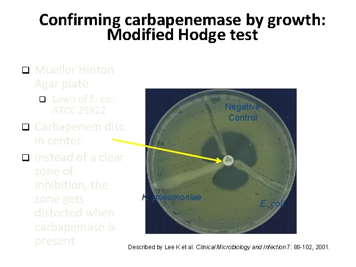 Confirming carbapenemase by growth: Modified Hodge test q Mueller Hinton Agar plate q q