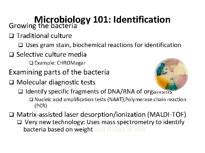 Microbiology 101: Identification Growing the bacteria q Traditional culture q q Uses gram stain,