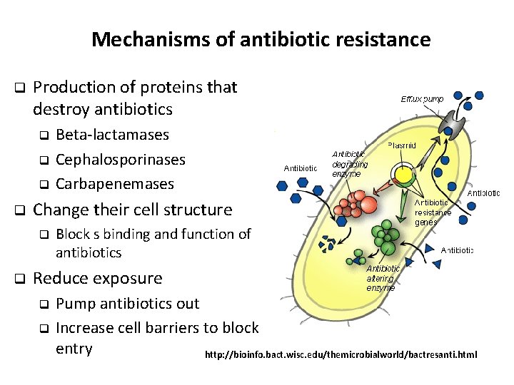 Mechanisms of antibiotic resistance q Production of proteins that destroy antibiotics Beta-lactamases q Cephalosporinases