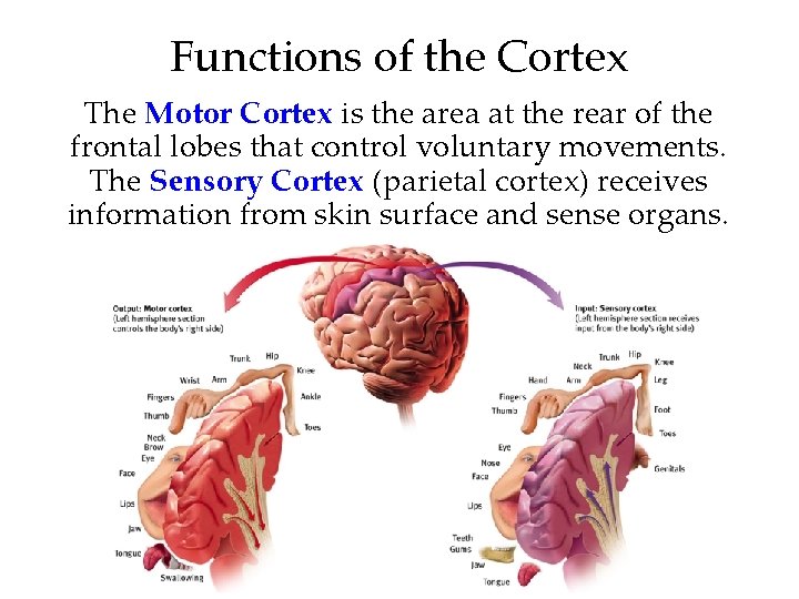 Functions of the Cortex The Motor Cortex is the area at the rear of