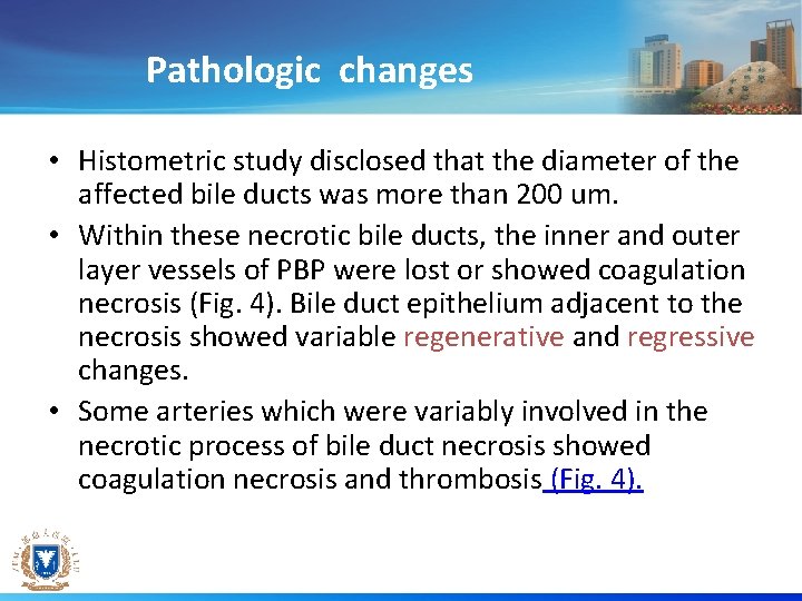 Pathologic changes • Histometric study disclosed that the diameter of the affected bile ducts