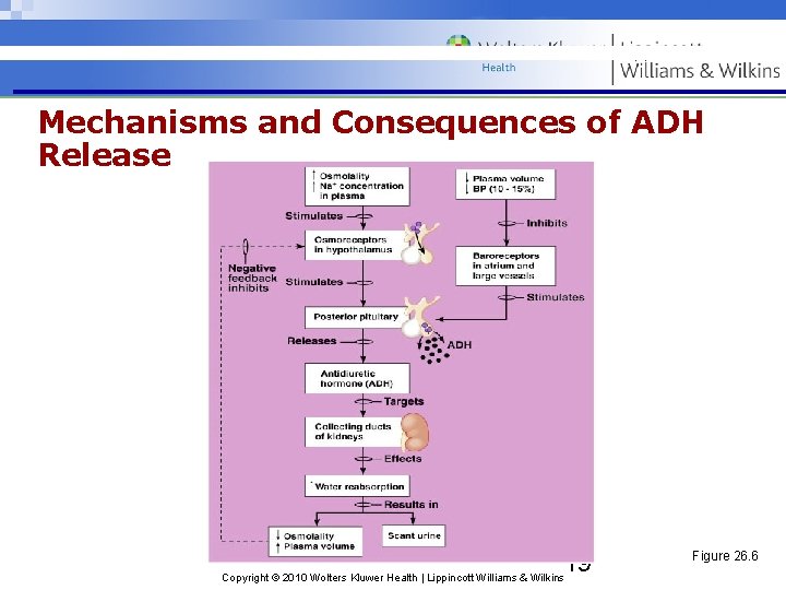 Mechanisms and Consequences of ADH Release 19 Copyright © 2010 Wolters Kluwer Health |