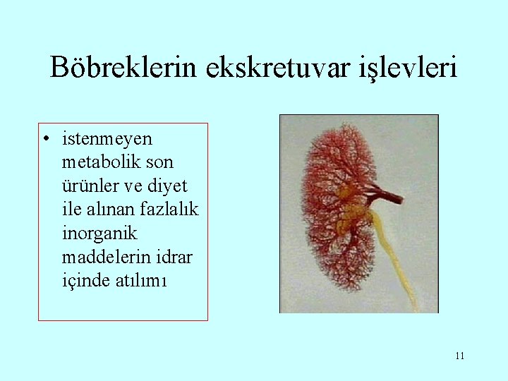 Böbreklerin ekskretuvar işlevleri • istenmeyen metabolik son ürünler ve diyet ile alınan fazlalık inorganik