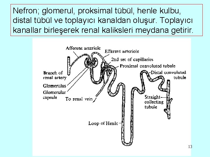 Nefron; glomerul, proksimal tübül, henle kulbu, distal tübül ve toplayıcı kanaldan oluşur. Toplayıcı kanallar