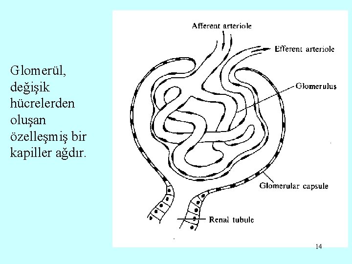 Glomerül, değişik hücrelerden oluşan özelleşmiş bir kapiller ağdır. 14 