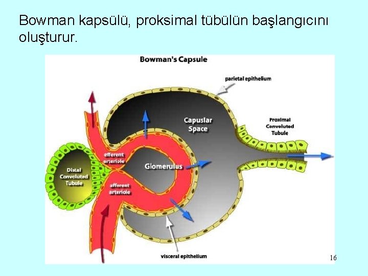 Bowman kapsülü, proksimal tübülün başlangıcını oluşturur. 16 