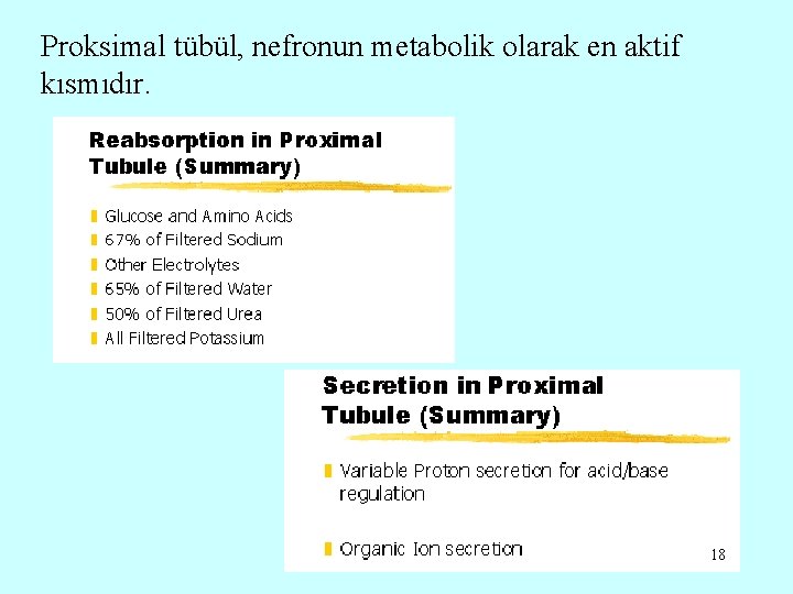 Proksimal tübül, nefronun metabolik olarak en aktif kısmıdır. 18 