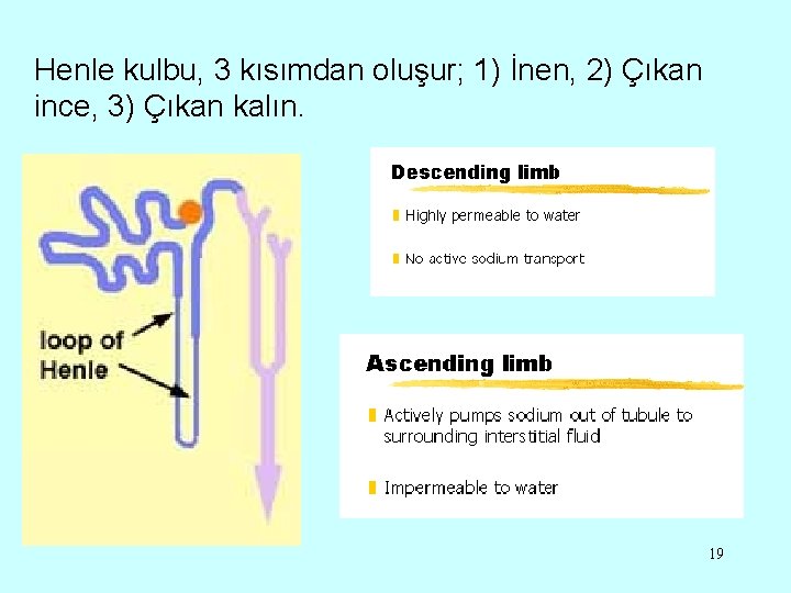 Henle kulbu, 3 kısımdan oluşur; 1) İnen, 2) Çıkan ince, 3) Çıkan kalın. 19