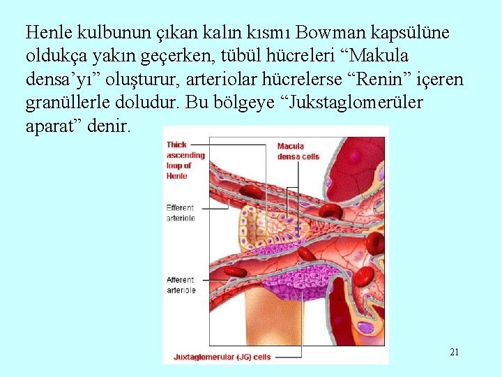 Henle kulbunun çıkan kalın kısmı Bowman kapsülüne oldukça yakın geçerken, tübül hücreleri “Makula densa’yı”