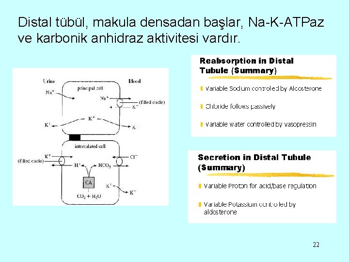 Distal tübül, makula densadan başlar, Na-K-ATPaz ve karbonik anhidraz aktivitesi vardır. 22 