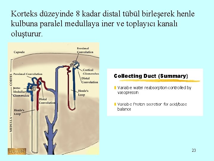 Korteks düzeyinde 8 kadar distal tübül birleşerek henle kulbuna paralel medullaya iner ve toplayıcı