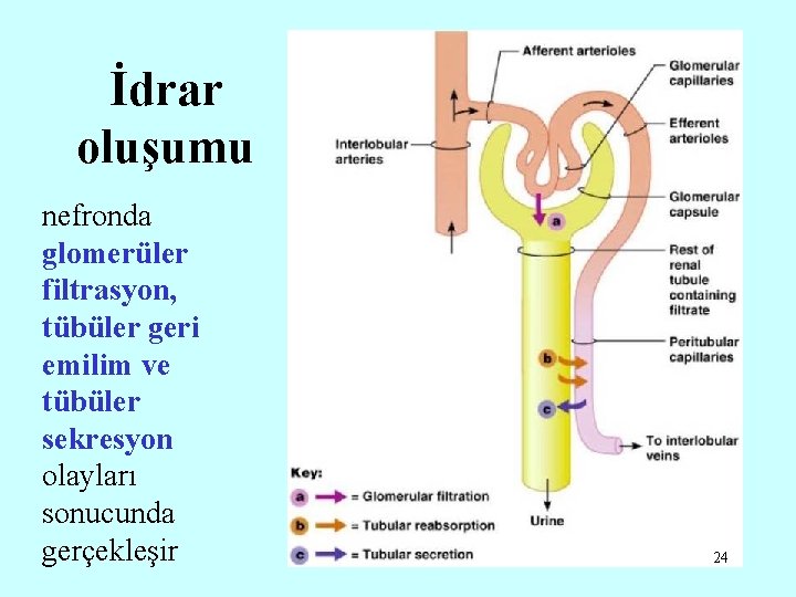 İdrar oluşumu nefronda glomerüler filtrasyon, tübüler geri emilim ve tübüler sekresyon olayları sonucunda gerçekleşir