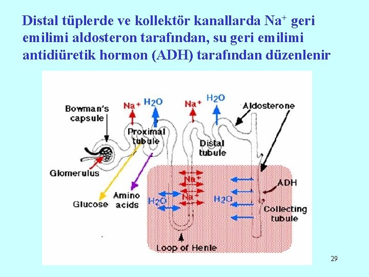 Distal tüplerde ve kollektör kanallarda Na+ geri emilimi aldosteron tarafından, su geri emilimi antidiüretik