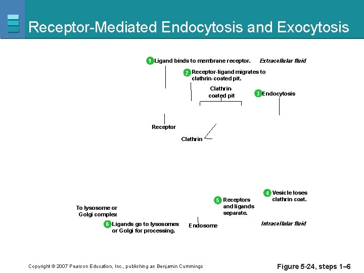 Receptor-Mediated Endocytosis and Exocytosis 1 Ligand binds to membrane receptor. Extracellular fluid 2 Receptor-ligand