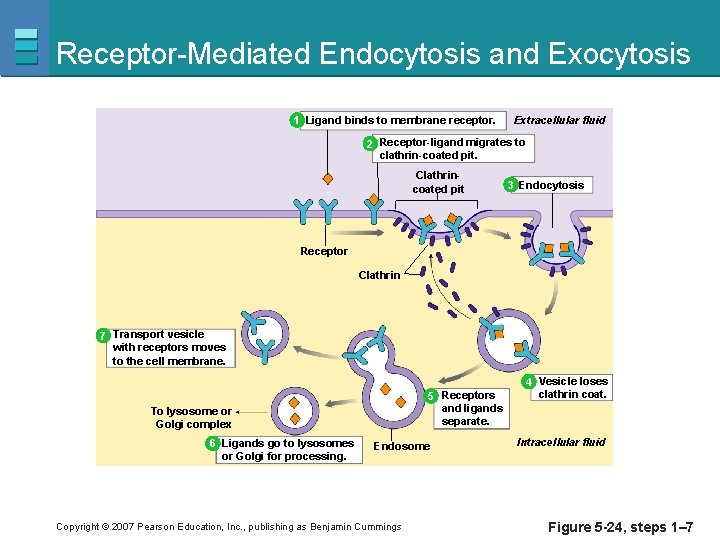 Receptor-Mediated Endocytosis and Exocytosis 1 Ligand binds to membrane receptor. Extracellular fluid 2 Receptor-ligand