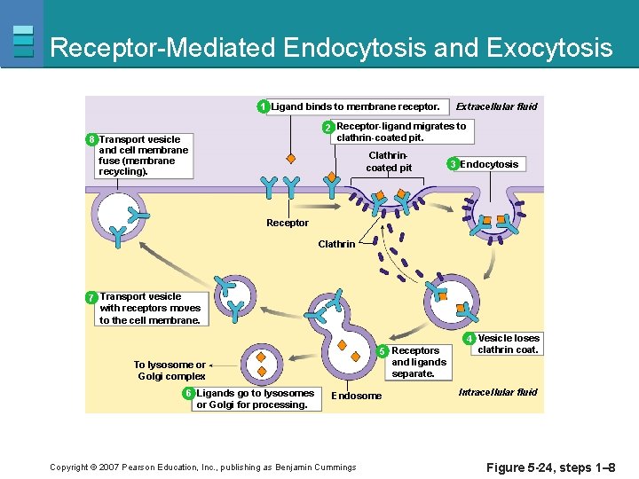 Receptor-Mediated Endocytosis and Exocytosis 1 Ligand binds to membrane receptor. Extracellular fluid 2 Receptor-ligand