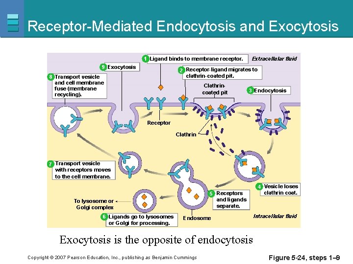 Receptor-Mediated Endocytosis and Exocytosis 1 Ligand binds to membrane receptor. 9 Exocytosis Extracellular fluid