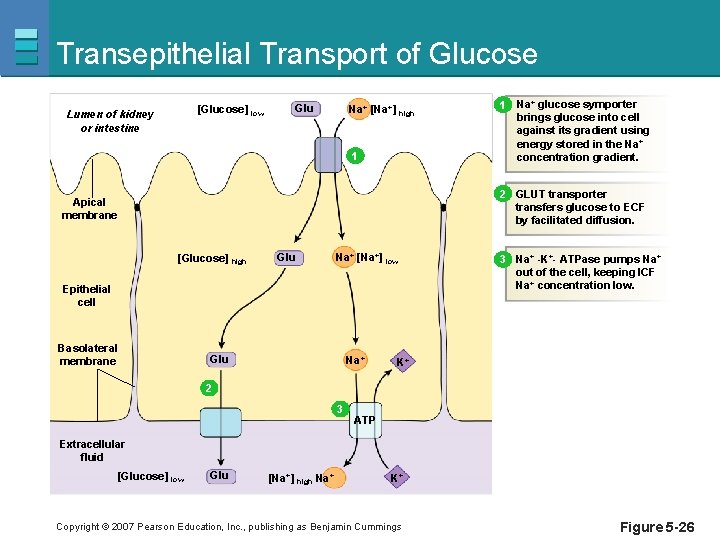 Transepithelial Transport of Glucose [Glucose] low Lumen of kidney or intestine Glu Na+ [Na+]