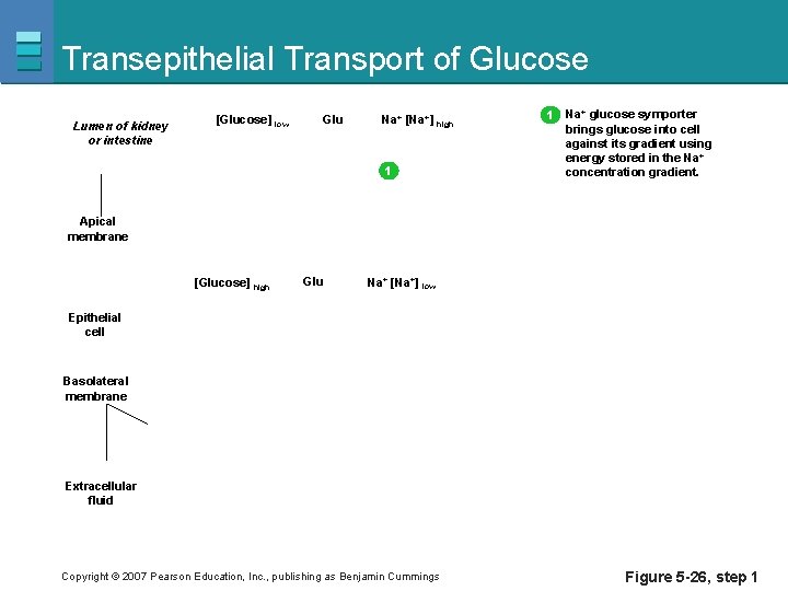 Transepithelial Transport of Glucose Lumen of kidney or intestine [Glucose] low Glu Na+ [Na+]