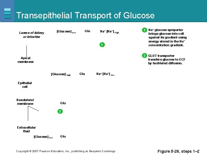 Transepithelial Transport of Glucose [Glucose] low Lumen of kidney or intestine Glu Na+ [Na+]