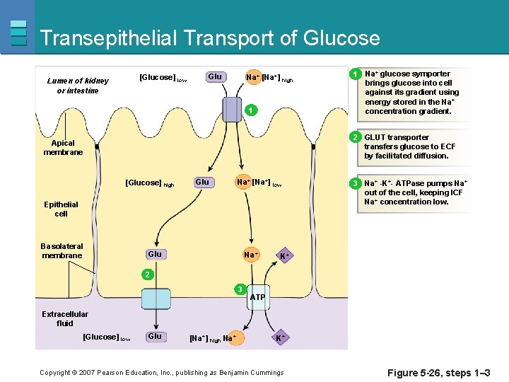 Transepithelial Transport of Glucose [Glucose] low Lumen of kidney or intestine Glu Na+ [Na+]