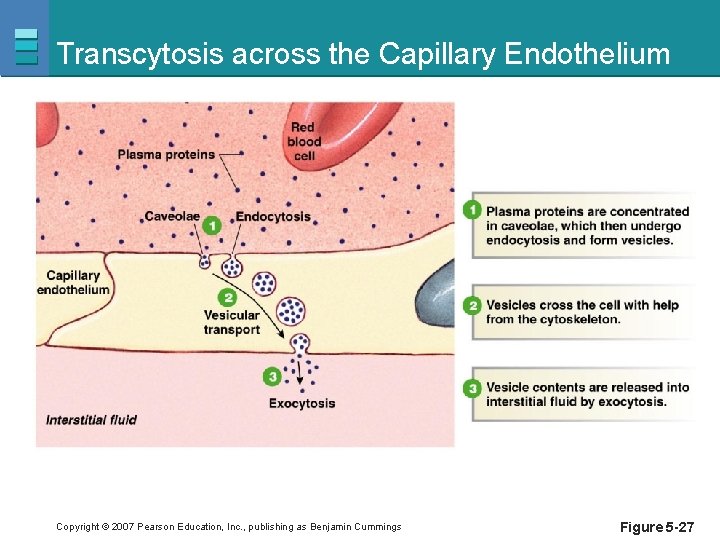Transcytosis across the Capillary Endothelium Copyright © 2007 Pearson Education, Inc. , publishing as