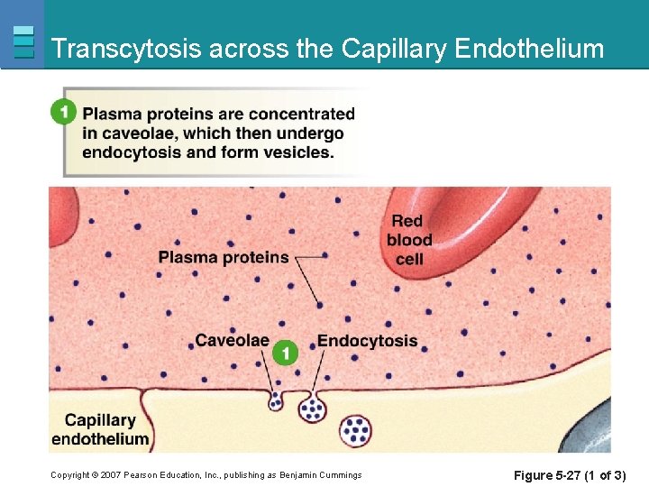 Transcytosis across the Capillary Endothelium Copyright © 2007 Pearson Education, Inc. , publishing as