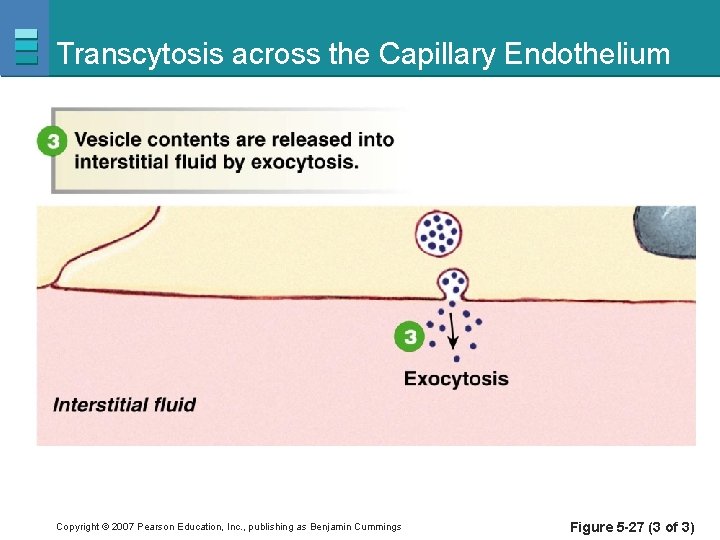 Transcytosis across the Capillary Endothelium Copyright © 2007 Pearson Education, Inc. , publishing as