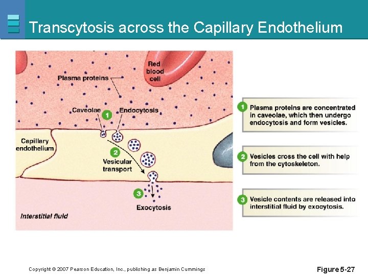 Transcytosis across the Capillary Endothelium Copyright © 2007 Pearson Education, Inc. , publishing as