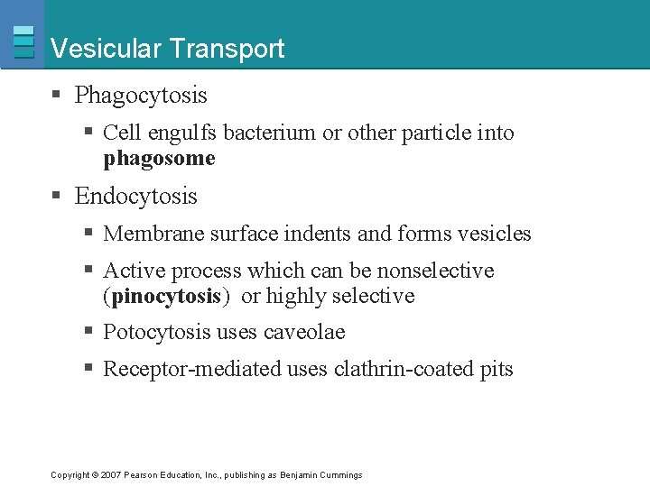 Vesicular Transport § Phagocytosis § Cell engulfs bacterium or other particle into phagosome §