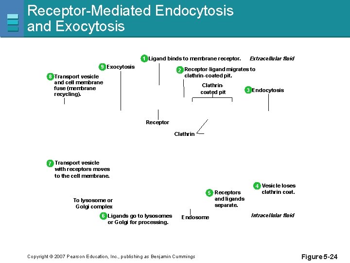 Receptor-Mediated Endocytosis and Exocytosis 1 Ligand binds to membrane receptor. 9 Exocytosis Extracellular fluid