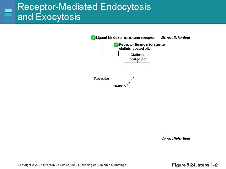 Receptor-Mediated Endocytosis and Exocytosis 1 Ligand binds to membrane receptor. Extracellular fluid 2 Receptor-ligand