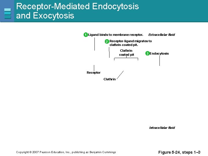 Receptor-Mediated Endocytosis and Exocytosis 1 Ligand binds to membrane receptor. Extracellular fluid 2 Receptor-ligand