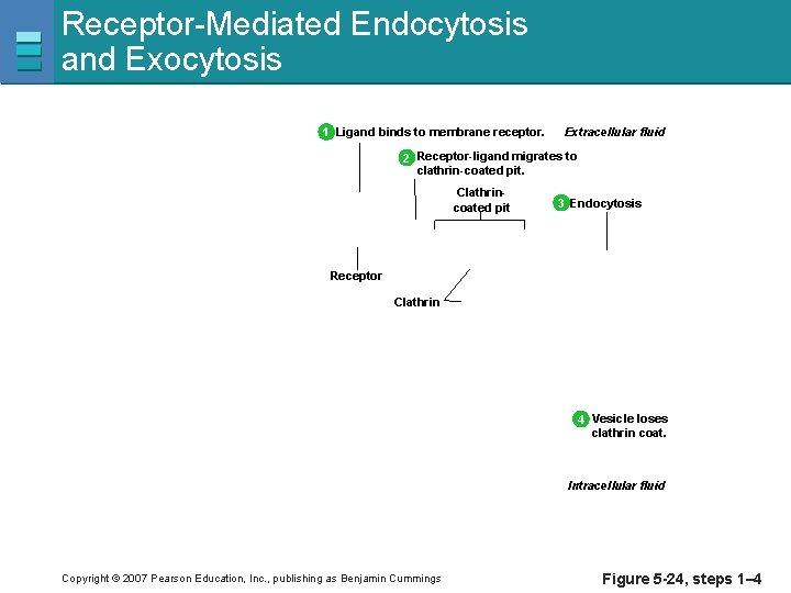 Receptor-Mediated Endocytosis and Exocytosis 1 Ligand binds to membrane receptor. Extracellular fluid 2 Receptor-ligand