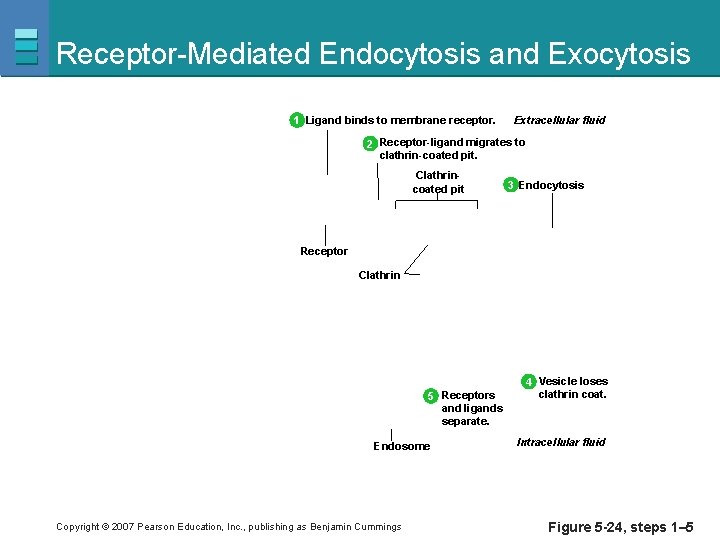 Receptor-Mediated Endocytosis and Exocytosis 1 Ligand binds to membrane receptor. Extracellular fluid 2 Receptor-ligand