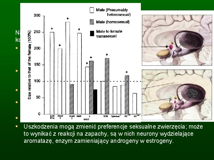 Dymorfizm płciowy w podwzgórzu Największe różnice damsko-męskie występują w podwzgórzu, kontrolującym hormony, cykle miesięczne